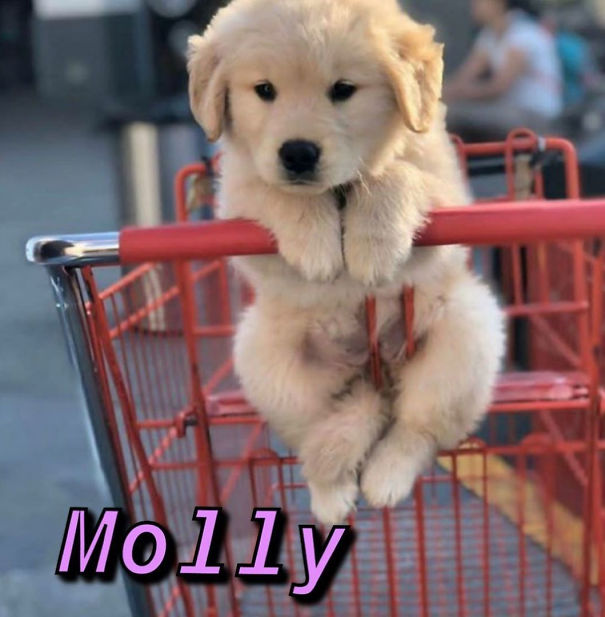 Instagram-Meme-Dog-Photos-Based-On-Names-Whatdogyouare