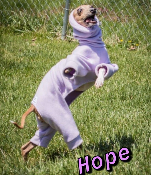 Instagram-Meme-Dog-Photos-Based-On-Names-Whatdogyouare