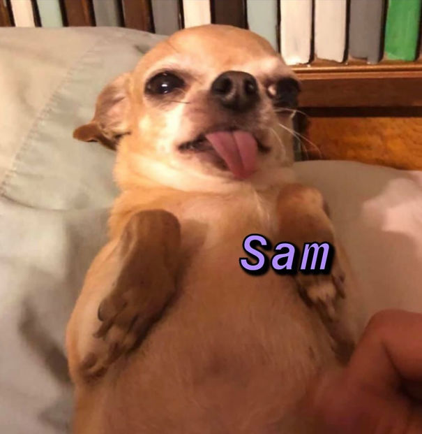 Instagram-Meme-Dog-Photos-Based-On-Names-Whatdogyouare