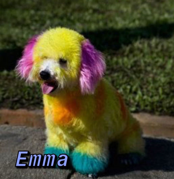 Instagram-Meme-Dog-Photos-Based-On-Names-Whatdogyouare