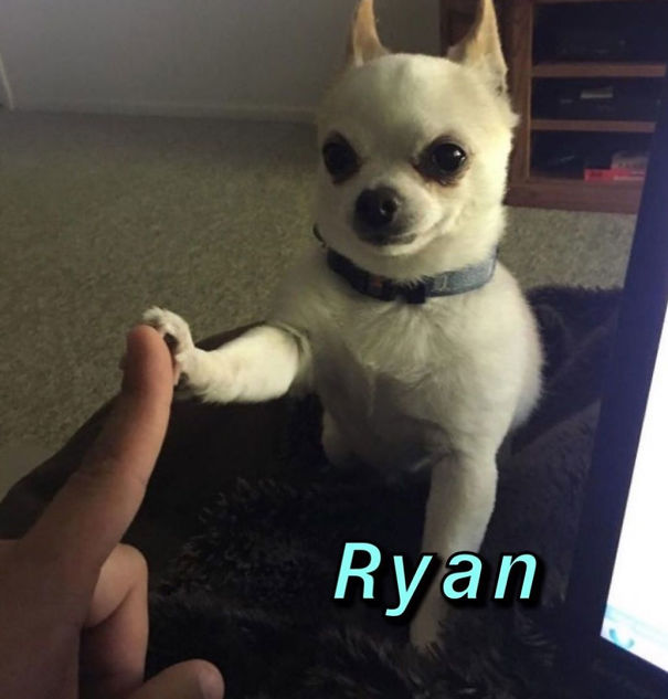 Instagram-Meme-Dog-Photos-Based-On-Names-Whatdogyouare