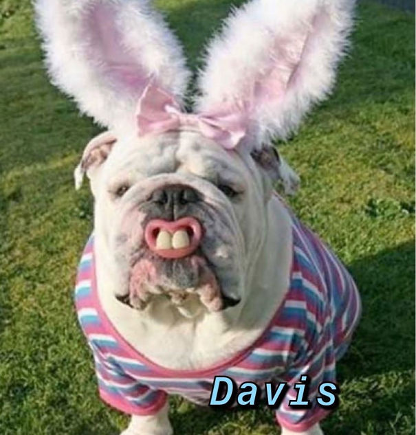 Instagram-Meme-Dog-Photos-Based-On-Names-Whatdogyouare