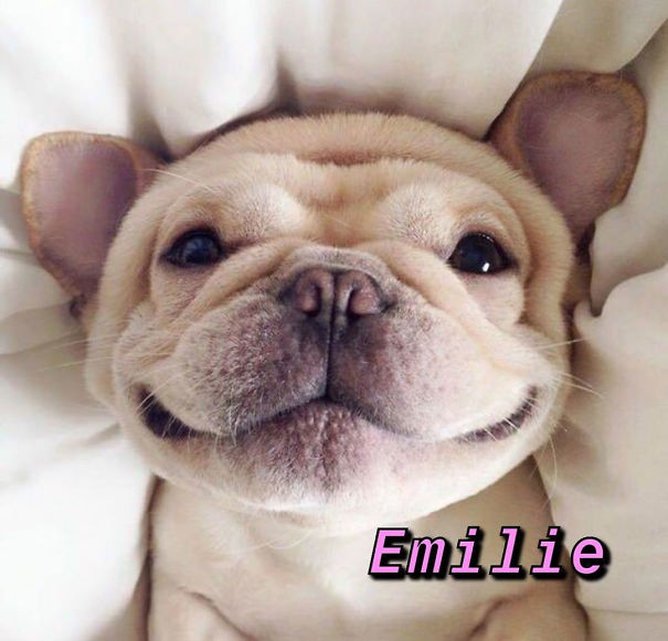 Instagram-Meme-Dog-Photos-Based-On-Names-Whatdogyouare