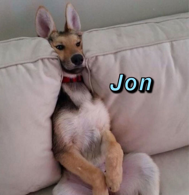 Instagram-Meme-Dog-Photos-Based-On-Names-Whatdogyouare