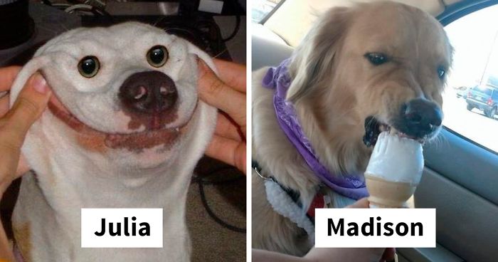 You Can Now Find Out What Dog You Are Based On Your Name (40 Pics)
