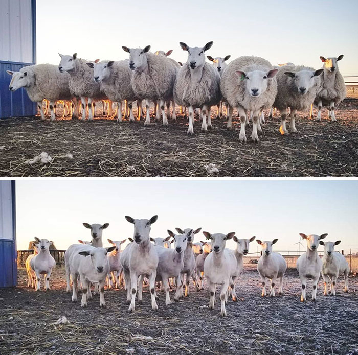 My Ewes Before And After Shearing Yesterday