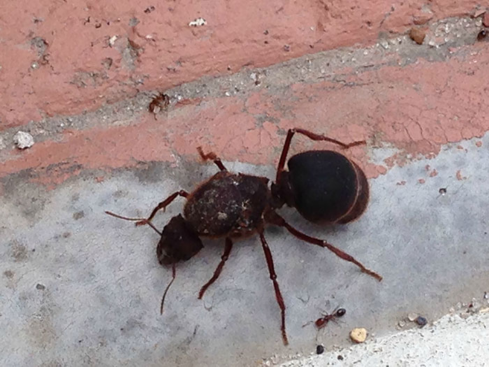 A Flood Brought In This New Species Of Ant To My Neighborhood. Size Comparison Between Regular Ant