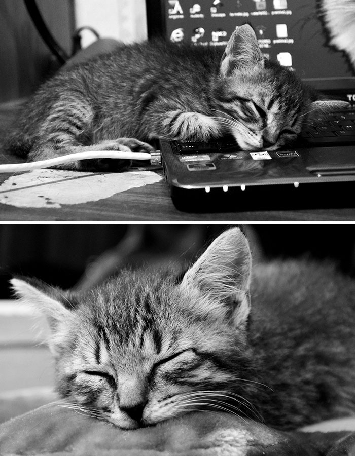 First Pictures Of The Time I Brought This Little Cutie Home. His Name's Kipšas (Devil In Lithuanian) And When He Wasn't Sleeping, He Was Running Back And Forth Like Obsessed