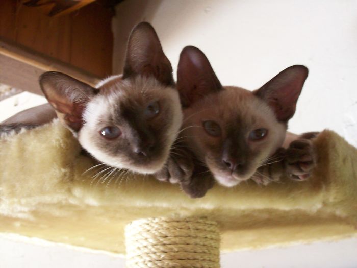 Siblings Sammy & Lucy. I Actually Fell To My Knees When I First Saw Them, I Instantly Loved Them. They're 10 Now And I Can't Imagine My Life Without Them, I Love Them To Pieces.