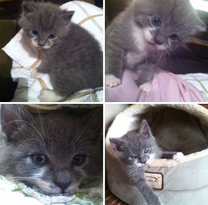 This Is Gus. Bottle Fed From Two Weeks Old