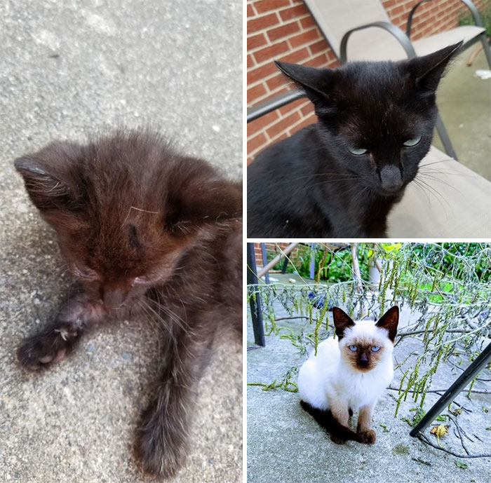 Biggie Smalls When She Was Younger (Bottom Right), Chunky (Left), And Blackie (Right), Sadly Chunky And Blackie Are No Longer With Us, Rip Lil Buddies