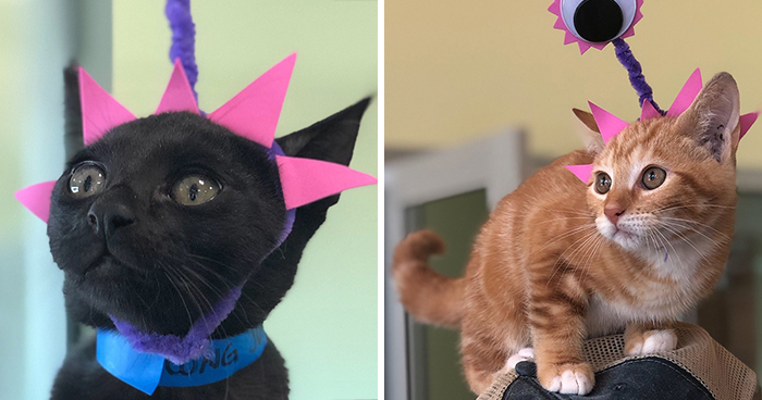 Last Year, This Animal Shelter In Texas Shared 15 Photos Of Adorable ‘Aliens’ To Boost Their Visibility And Encourage People To Adopt