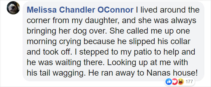 Lost Dog Goes To His Vet To Ask For Help Getting Back Home