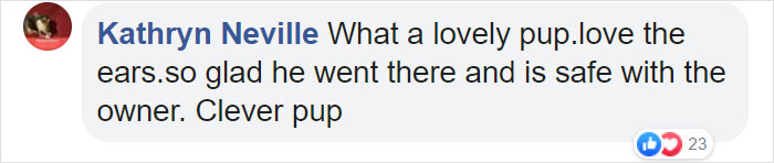 Lost Dog Goes To His Vet To Ask For Help Getting Back Home