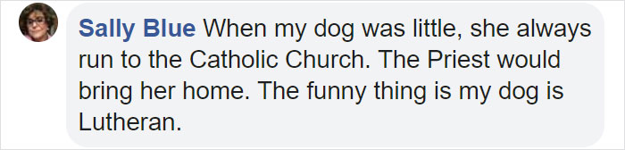 Lost Dog Goes To His Vet To Ask For Help Getting Back Home