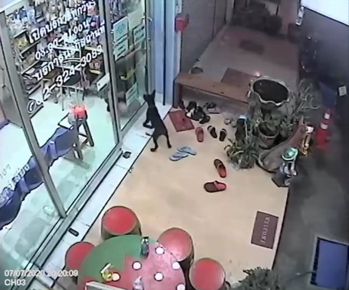 Lost Dog Goes To His Vet To Ask For Help Getting Back Home