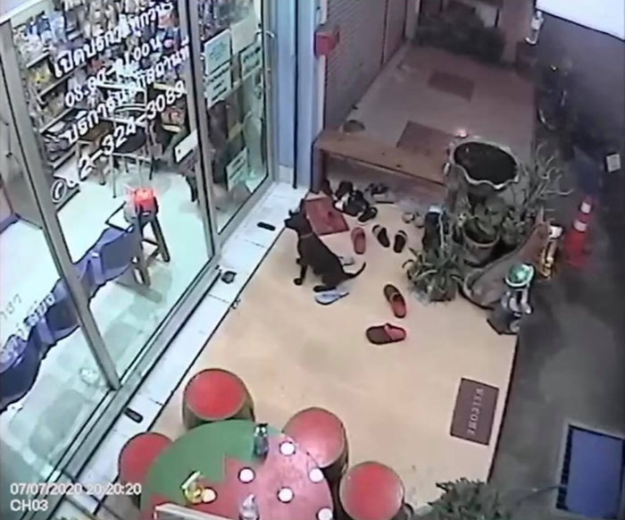 Lost Dog Goes To His Vet To Ask For Help Getting Back Home