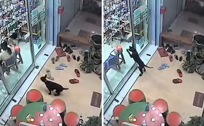 Lost Dog Goes To His Vet To Ask For Help Getting Back Home