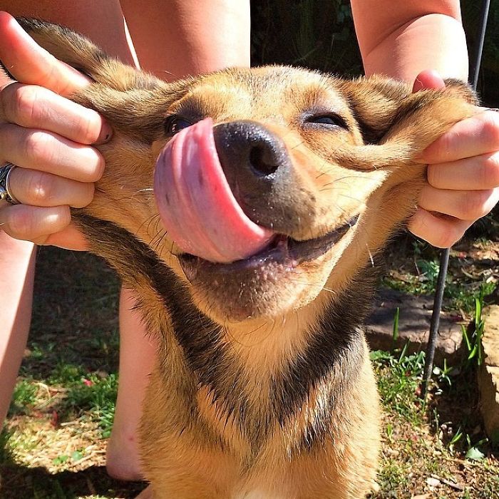 Stingray Face With A Tongue. Best We Could Do With A Crazy Pup