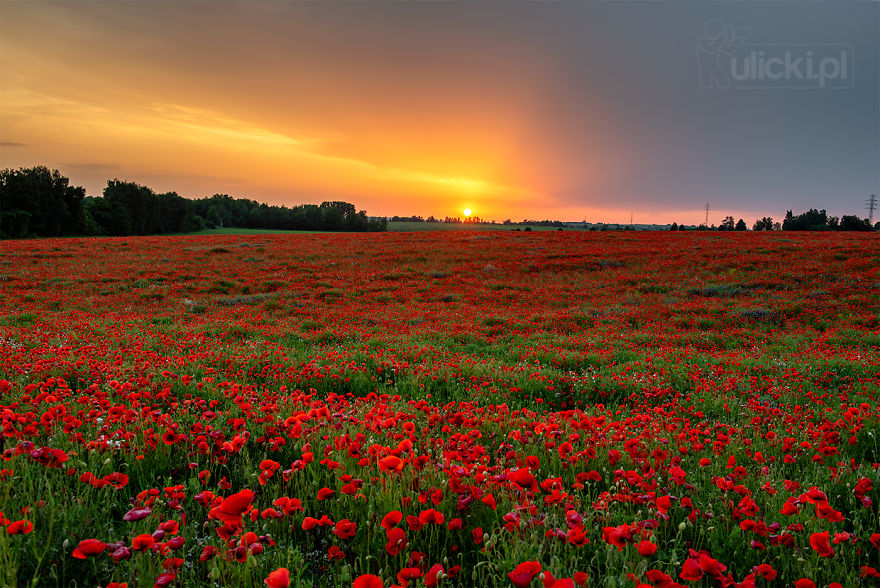 I Photographed Poppy Fields During A Storm (6 Pics)