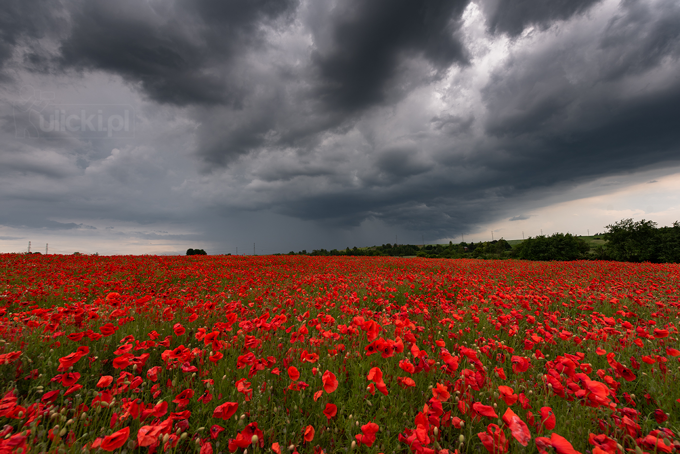 I Photographed Poppy Fields During A Storm (6 Pics)