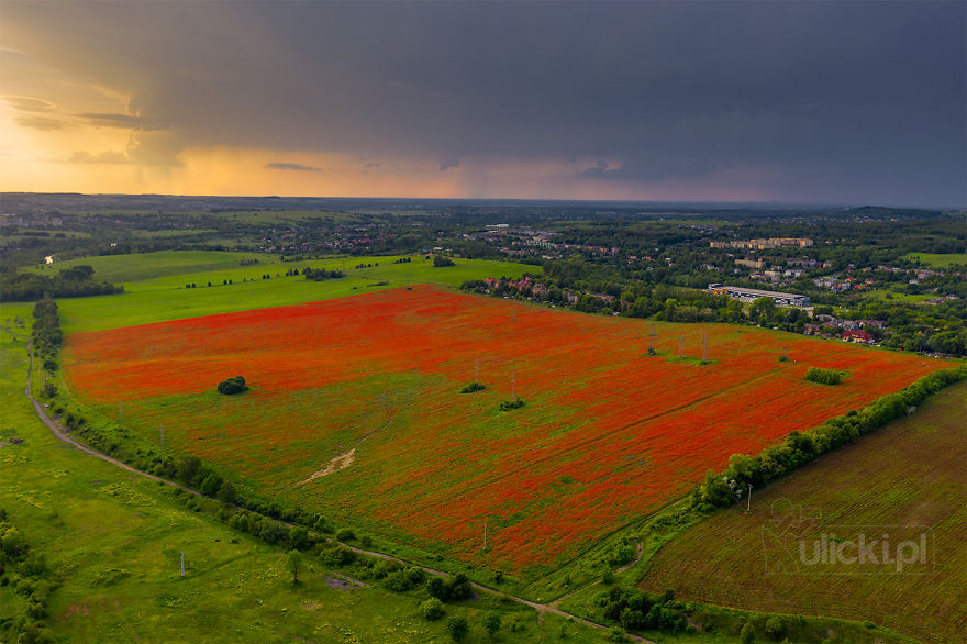 I Photographed Poppy Fields During A Storm (6 Pics)