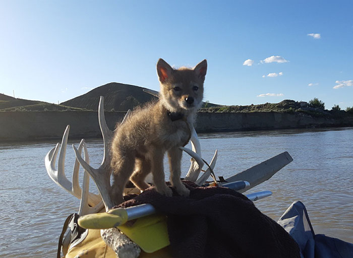 Canadian Saves Coyote Pup From Drowning And Lets Him Tag Along For A 10-Day Raft Ride
