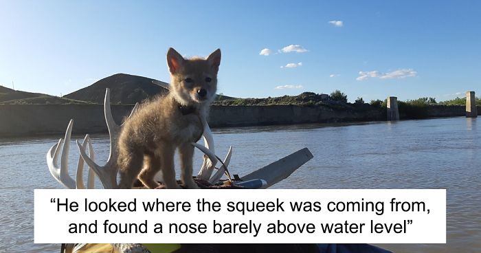 Canadian Saves Coyote Pup From Drowning And Lets Him Tag Along For A 10-Day Raft Ride