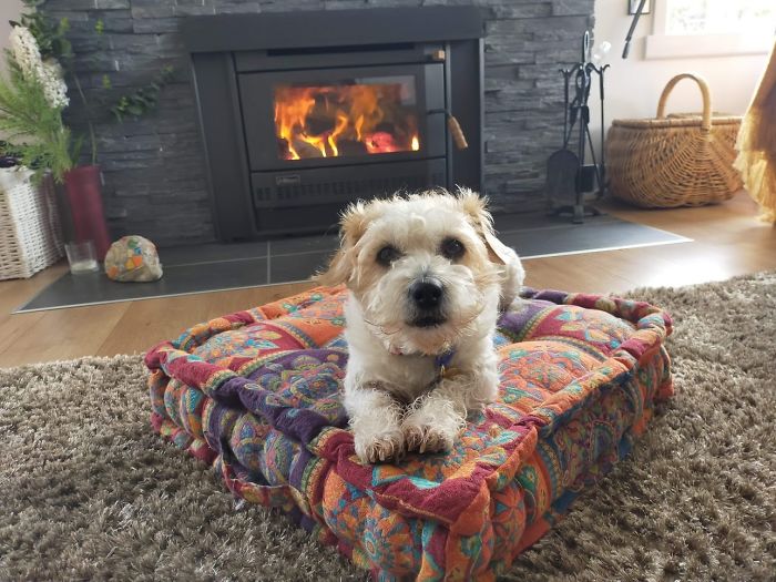 Max - We Never Knew Max As A Pup As He Is A Rescue Dog.