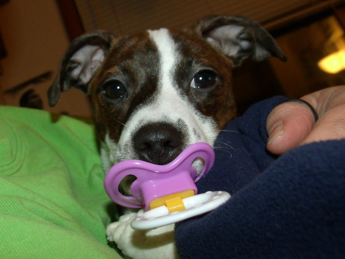 This Is Mika. She's Our Sweet Little Baby Girl Who Loves Cuddles & Kisses & If You Have 8 Hours She Will Play Ball Lol She's 8 Yrs Old Now