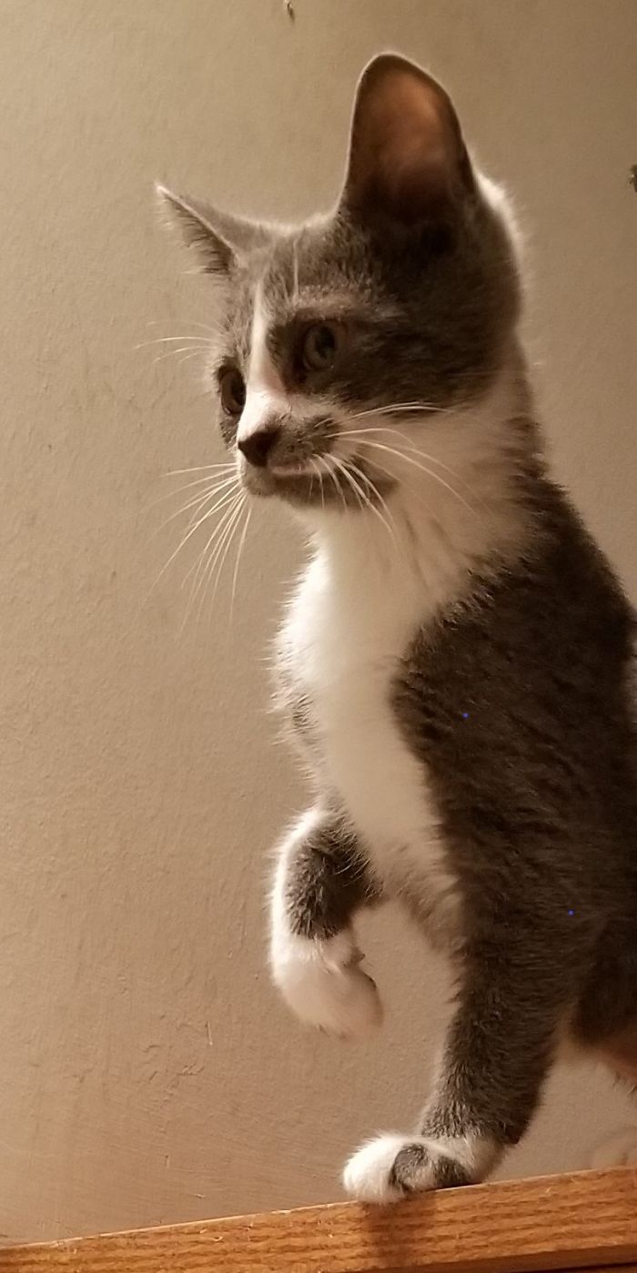 Misty, Exploring Her New Furever Home.