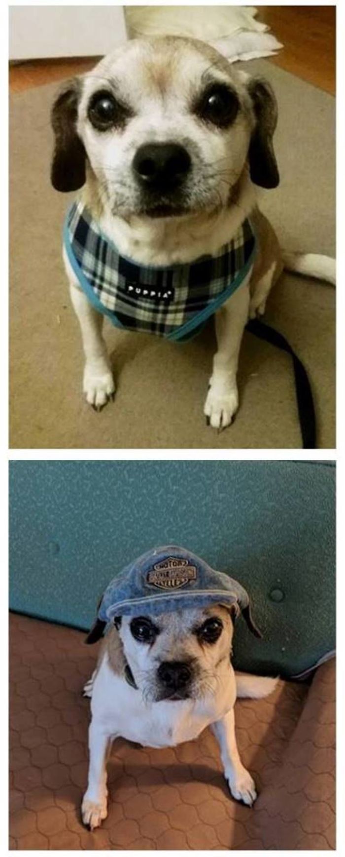 Milo - My Sweet Little Old Man