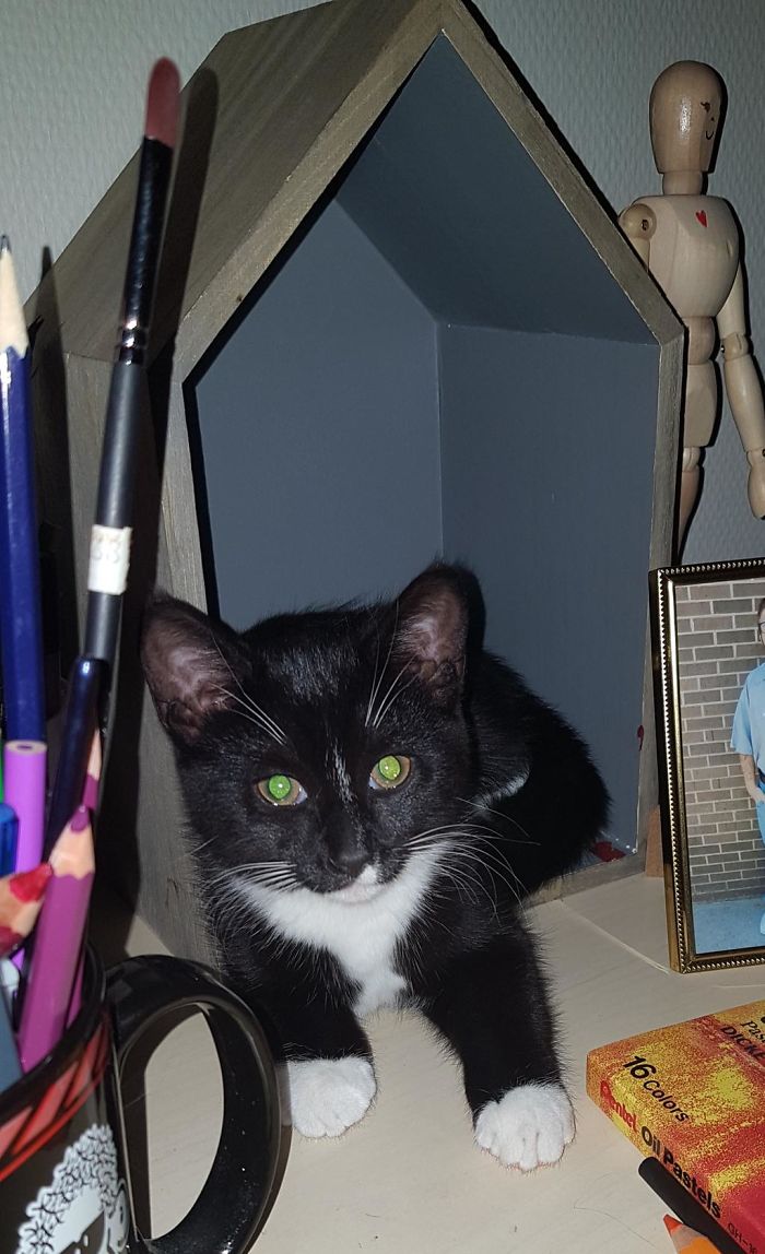 My Cat Cappy At Three Months