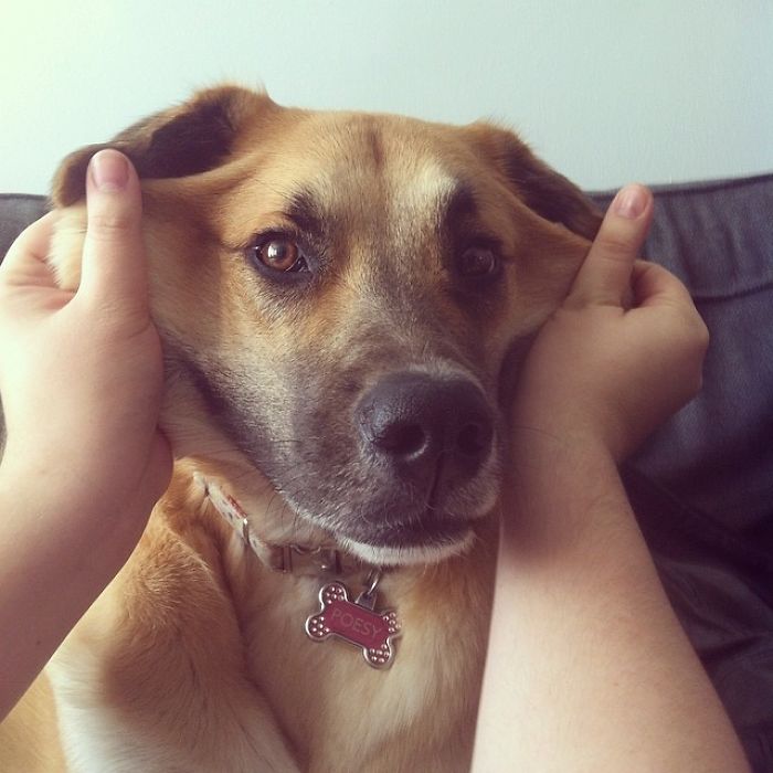 Oh Hi There Stingray-Face Dog