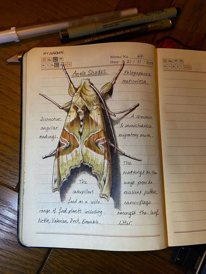 Woman Decides To 'Record' The Things She's Discovering, Starts A Journal To Illustrate The Natural World