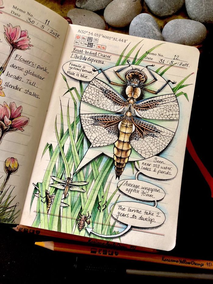 Woman Decides To 'Record' The Things She's Discovering, Starts A Journal To Illustrate The Natural World Woman Decides To 'Record' The Things She's Discovering, Starts A Journal To Illustrate The Natural World