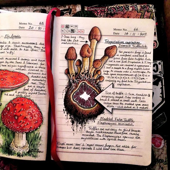 Woman Decides To 'Record' The Things She's Discovering, Starts A Journal To Illustrate The Natural World Woman Decides To 'Record' The Things She's Discovering, Starts A Journal To Illustrate The Natural World