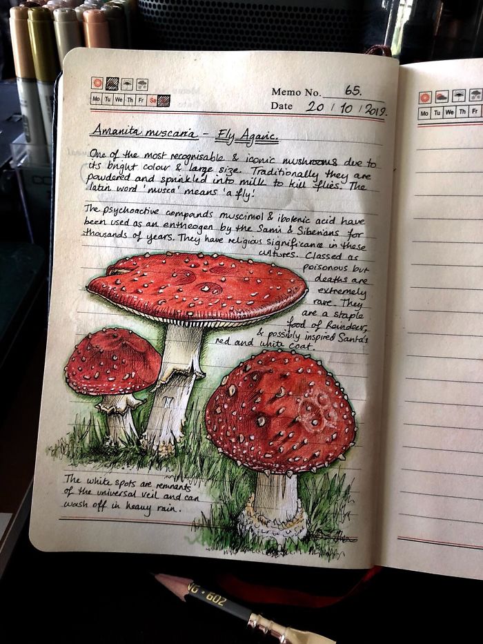 Woman Decides To 'Record' The Things She's Discovering, Starts A Journal To Illustrate The Natural World