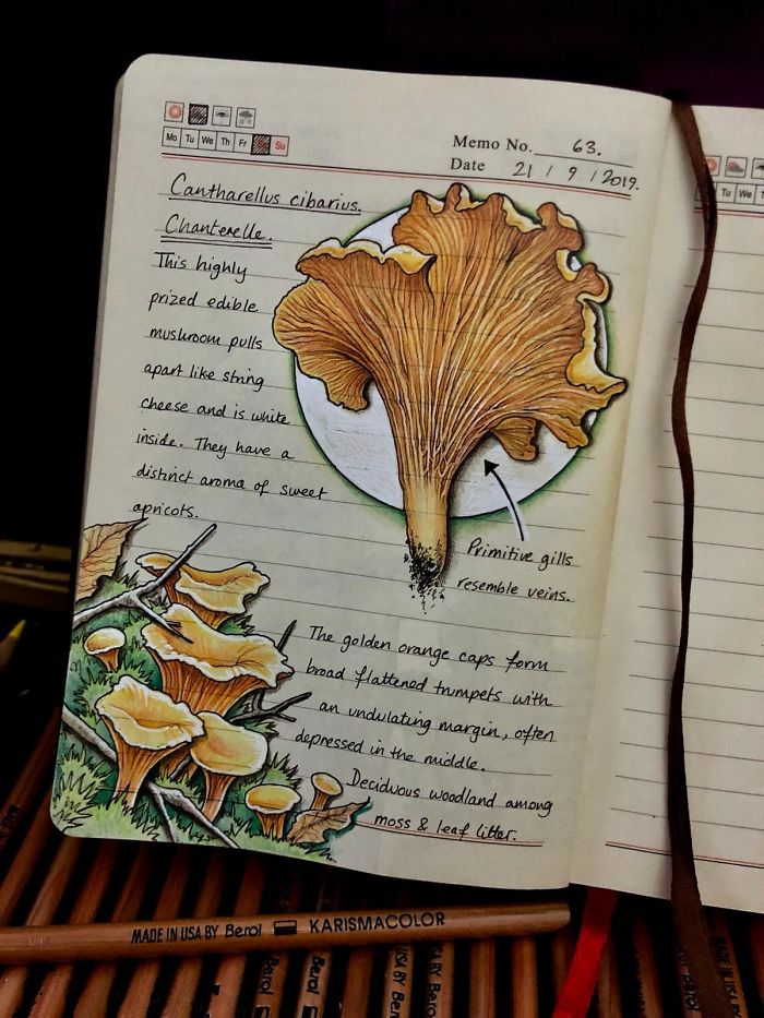 Woman Decides To 'Record' The Things She's Discovering, Starts A Journal To Illustrate The Natural World