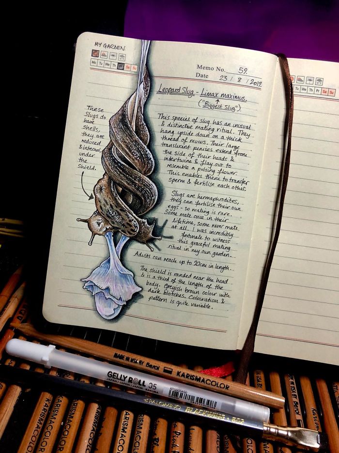 Woman Decides To 'Record' The Things She's Discovering, Starts A Journal To Illustrate The Natural World Woman Decides To 'Record' The Things She's Discovering, Starts A Journal To Illustrate The Natural World