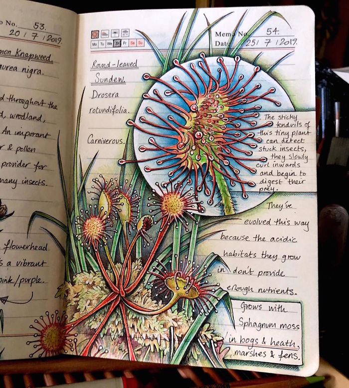 Woman Decides To 'Record' The Things She's Discovering, Starts A Journal To Illustrate The Natural World Woman Decides To 'Record' The Things She's Discovering, Starts A Journal To Illustrate The Natural World