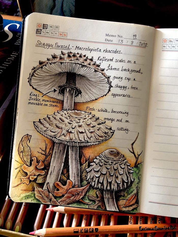 Woman Decides To 'Record' The Things She's Discovering, Starts A Journal To Illustrate The Natural World Woman Decides To 'Record' The Things She's Discovering, Starts A Journal To Illustrate The Natural World