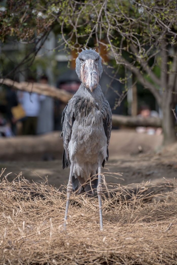 Person Compiles "A Non-Comprehensive List Of Birds That Piss Me Off", And It's A Hilariously Nonsensical Read