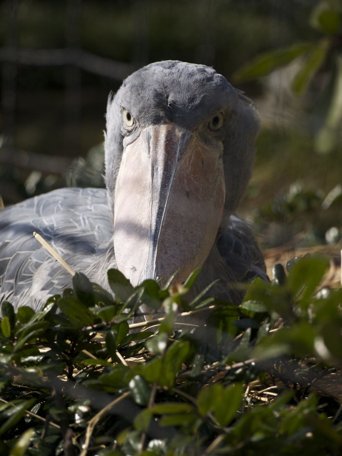 Person Compiles "A Non-Comprehensive List Of Birds That Piss Me Off", And It's A Hilariously Nonsensical Read