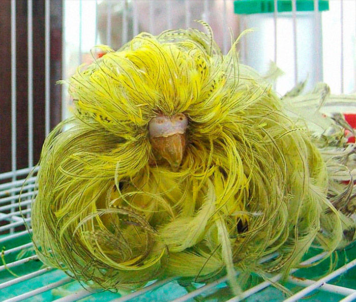 Person Compiles "A Non-Comprehensive List Of Birds That Piss Me Off", And It's A Hilariously Nonsensical Read