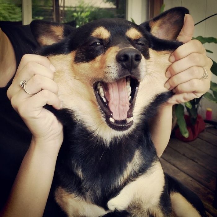 Jackson's Mighty Roar