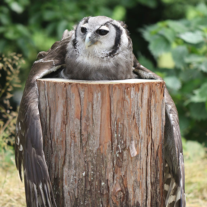 An Owl Named Calula ‘Hugs’ A Log And Leaves The Internet Wondering Why