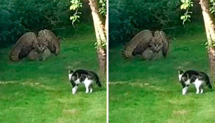 Este ave de presa intenta intimidar a un gato doméstico indefenso mostrando lo grande que es