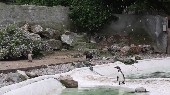 Someone Donates A Bubble Machine To The Penguins Of Newquay Zoo And They Love It Someone Donates A Bubble Machine To The Penguins Of Newquay Zoo And They Love It