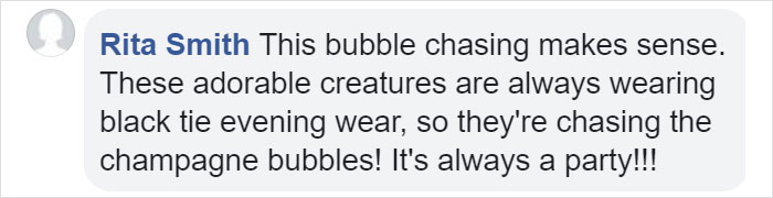 Someone Donates A Bubble Machine To The Penguins Of Newquay Zoo And They Love It